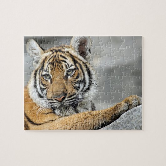 Tiger017 Legpuzzel (Horizontaal)