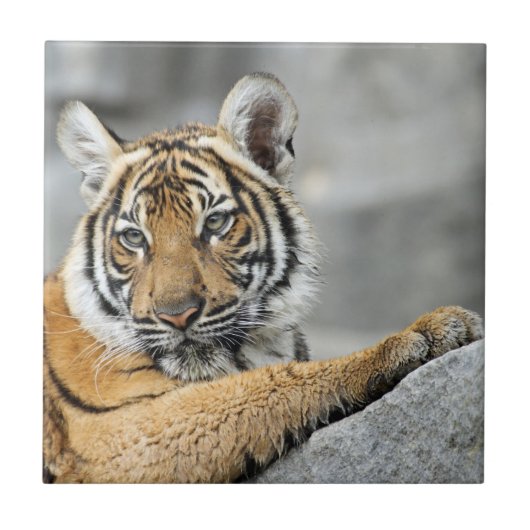 Tiger017 Tegeltje (Voorkant)