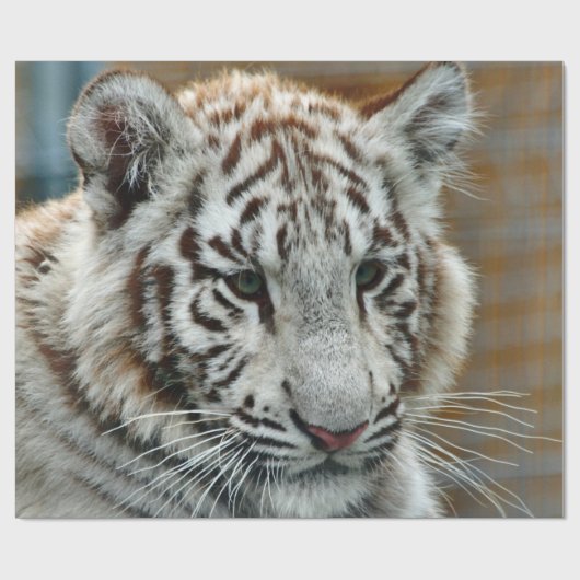 Tiger20151001 Cadeaupapier (Vlak)