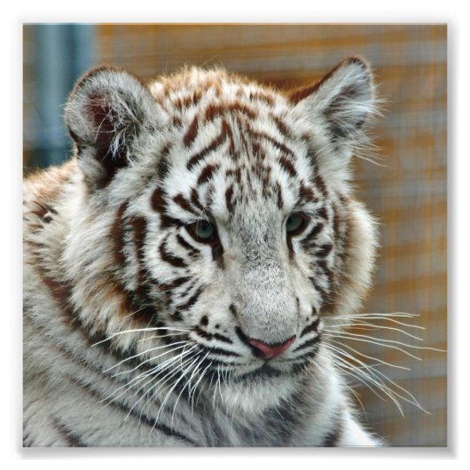 Tiger20151001 Foto Afdruk (Voorkant)