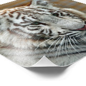 Tiger20151001 Foto Afdruk (Hoek)