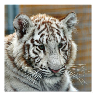 Tiger20151001 Foto Afdruk