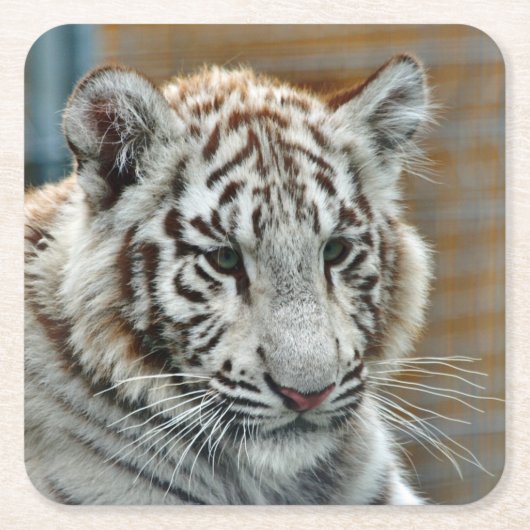 Tiger20151001 Kartonnen Onderzetters (Voorkant)