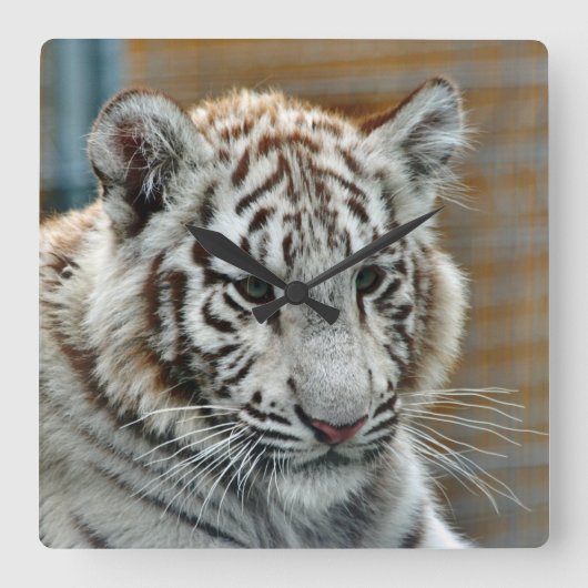 Tiger20151001 Vierkante Klok (Voorkant)