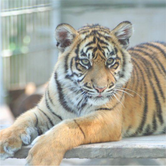 Tiger 034 sticker (Voorkant)