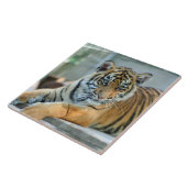 Tiger 034 tegeltje (Zijkant)