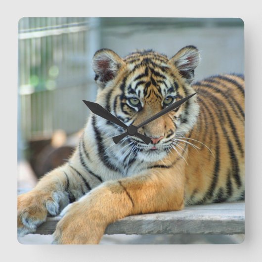 Tiger 034 vierkante klok (Voorkant)