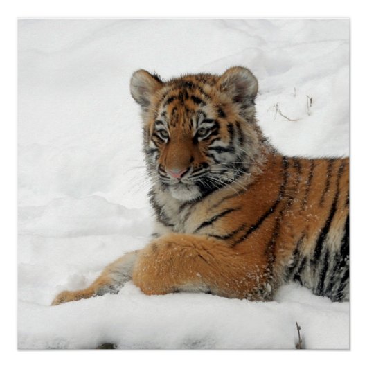 Tiger_2015_0101 Poster (Voorkant)