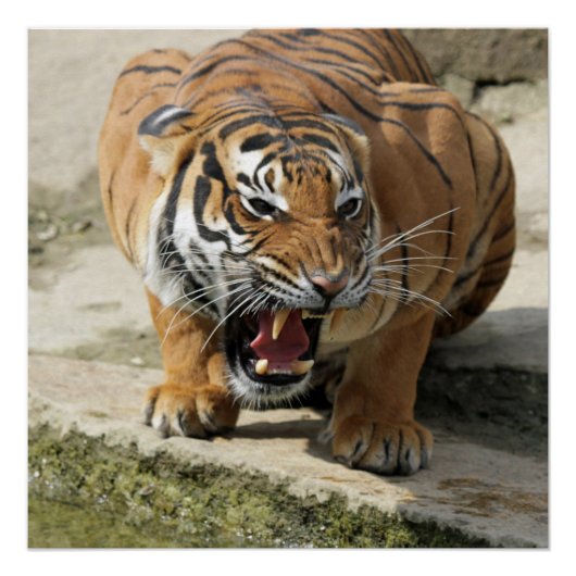 Tiger_2015_0156 Perfect Poster (Voorkant)