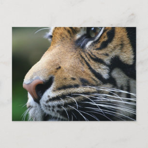 Tiger Afbeelding Briefkaart
