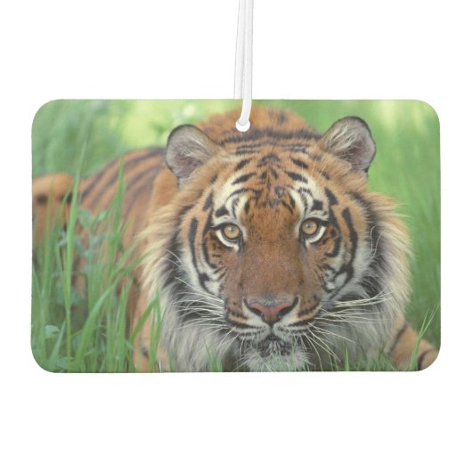 Tiger Air Freshener Luchtverfrisser (Achterkant)