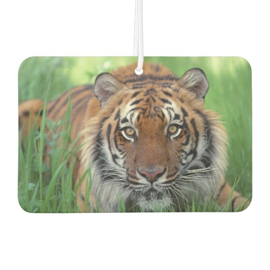 Tiger Air Freshener Luchtverfrisser (Voorkant)
