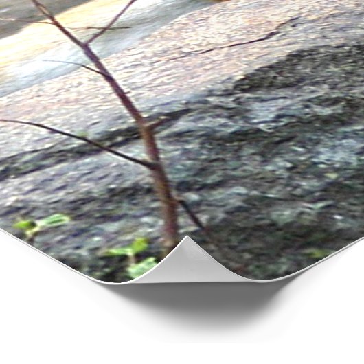 Tiger And Cub Love Poster (Hoek)