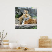 Tiger And Cub Love Poster (Keuken)