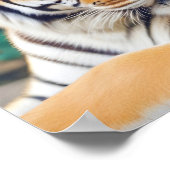 Tiger Animal Natuur Wildlife Affection Caring Poster (Hoek)