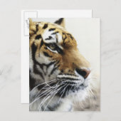 Tiger. Asahiyama Zoo, Hokkaido, Japan Briefkaart (Voorkant / Achterkant)