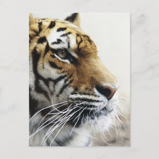 Tiger. Asahiyama Zoo, Hokkaido, Japan Briefkaart (Voorkant)