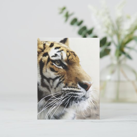 Tiger. Asahiyama Zoo, Hokkaido, Japan Briefkaart (Staand voorkant)