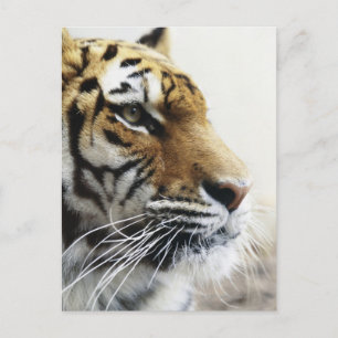 Tiger. Asahiyama Zoo, Hokkaido, Japan Briefkaart
