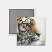 Tiger. Asahiyama Zoo, Hokkaido, Japan Magneet (Voorkant / Achterkant)