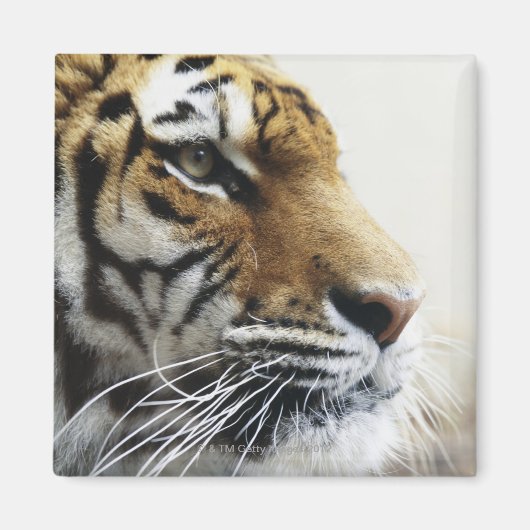 Tiger. Asahiyama Zoo, Hokkaido, Japan Magneet (Voorkant)