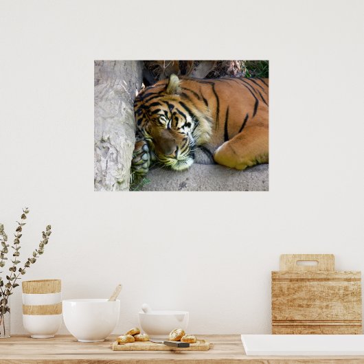 Tiger Aslapen Poster (Keuken)