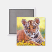Tiger Baby Cub Magneet (Voorkant / Achterkant)