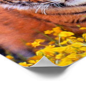 Tiger Baby Cub Poster (Hoek)