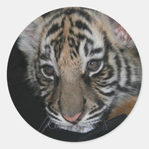 Tiger Baby Ronde Sticker