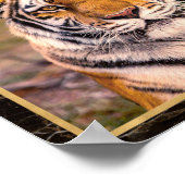 Tiger Big Cat Closeup Photo Afbeelding Print Poste (Hoek)