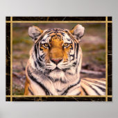 Tiger Big Cat Closeup Photo Afbeelding Print Poste (Voorkant)
