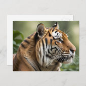 Tiger Big Cat Natuur Wildlife Afbeelding Briefkaart (Voorkant / Achterkant)