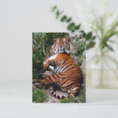Tiger Big Cat prints Briefkaart (Staand voorkant)