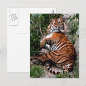 Tiger Big Cat prints Briefkaart (Voorkant / Achterkant)
