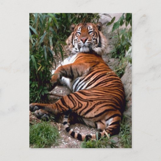 Tiger Big Cat prints Briefkaart (Voorkant)