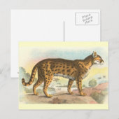 Tiger-Cat Briefkaart (Voorkant / Achterkant)