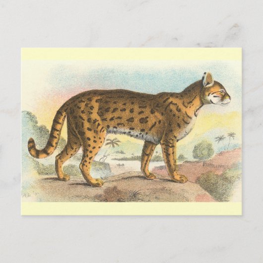 Tiger-Cat Briefkaart (Voorkant)