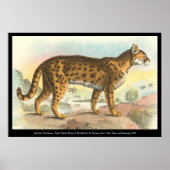 Tiger-Cat Poster (Voorkant)