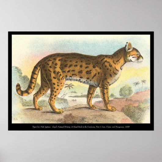 Tiger-Cat Poster (Voorkant)