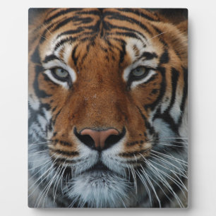 Tiger Cat Stripes Oerwoud Mist Animal Fotoplaat