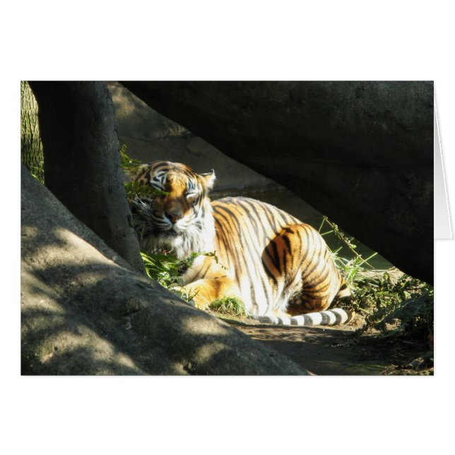 Tiger Catnap (Voorkant Horizontaal)