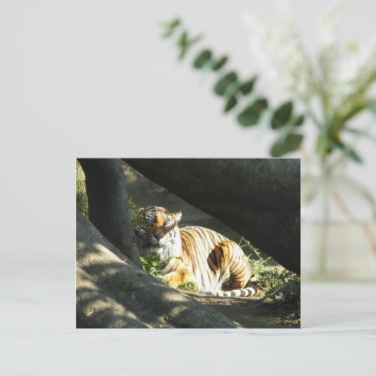 Tiger Catnap Briefkaart (Staand voorkant)