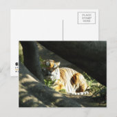 Tiger Catnap Briefkaart (Voorkant / Achterkant)