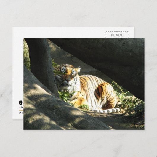 Tiger Catnap Briefkaart (Voorkant / Achterkant)