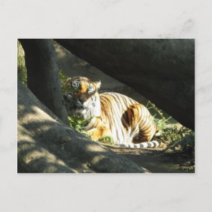 Tiger Catnap Briefkaart