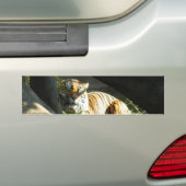 Tiger Catnap Bumpersticker (Op auto)
