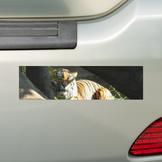 Tiger Catnap Bumpersticker (Op auto)