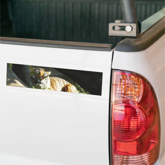 Tiger Catnap Bumpersticker (Op Truck)