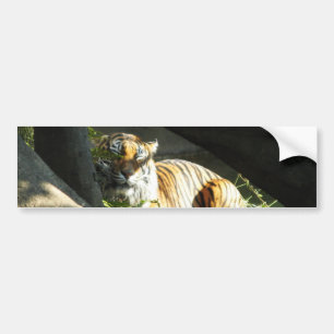 Tiger Catnap Bumpersticker