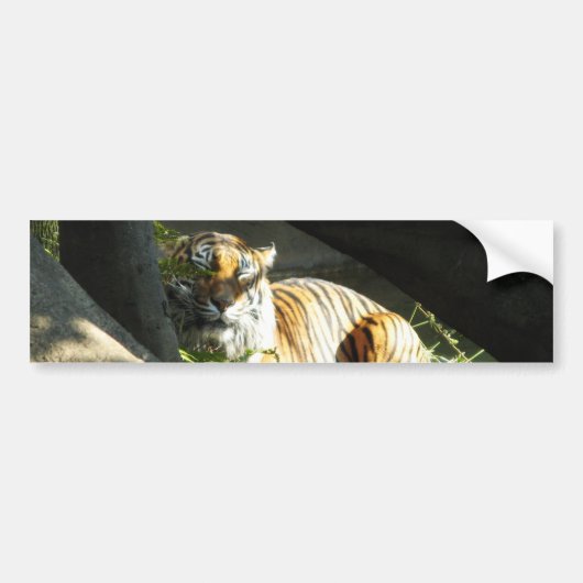 Tiger Catnap Bumpersticker (Voorkant)